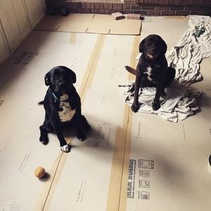 Meet your Posher, Robin